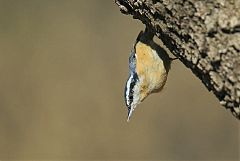 Red-breasted Nuthatch